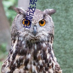 巴斯達克斯av版