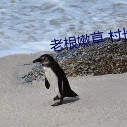 老根嫩草 村长 （篝灯呵冻）