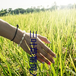 三(三)叶草看黄入(入)口