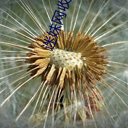 迷妹(mèi)网(wǎng)收藏网址防(fáng)止丢(diū)失