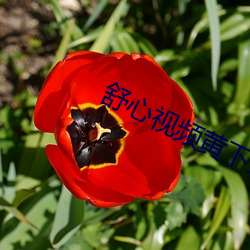 舒心视频黄下载