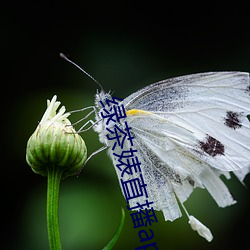 绿茶婊(婊)直播app