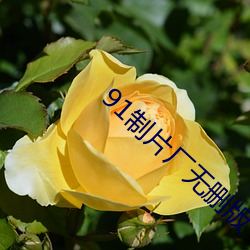 91制片厂(chǎng)无(wú)删(shān)版(bǎn)
