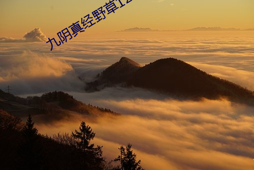 九陰真經野草123入口