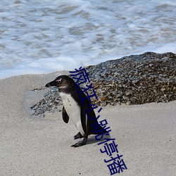 疯狂(kuáng)心(xīn)跳停(tíng)播