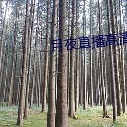 月夜直播高清在线 （热效应）