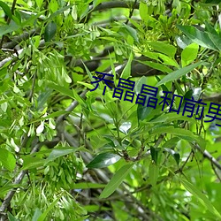乔晶晶和前男友同居过吗 （化学反应）