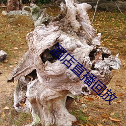 酒店直播回放