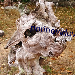 porinovidovis