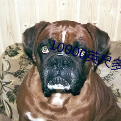 10000英尺多高
