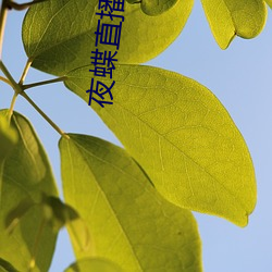 夜蝶直播(bō)改名