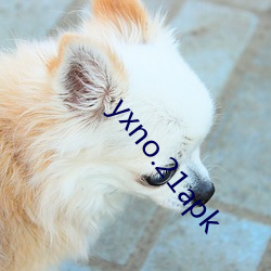 yxno.21apk