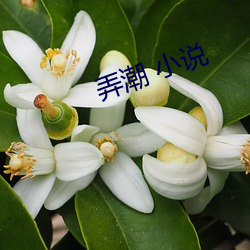 弄(nòng)潮 小说