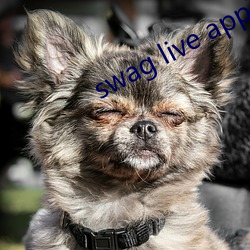 swag live app下載