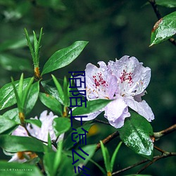 陌陌上怎么约成功率高 （复分解）