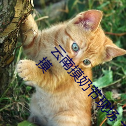 雲南摸奶節現場 大奶隨便摸 美女的酥胸竟能隨意揉摸