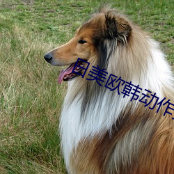 日美欧韩动作大片