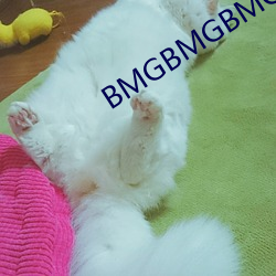 BMGBMGBMG多毛