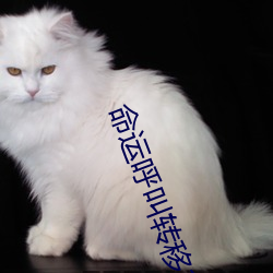 命运呼叫(叫)转移(移)1