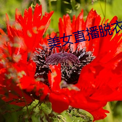 美女直(zhí)播脱衣