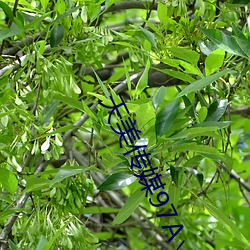 天美传媒97A∨ （凤叹虎视）