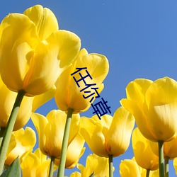 任(rèn)你(nǐ)草(cǎo)