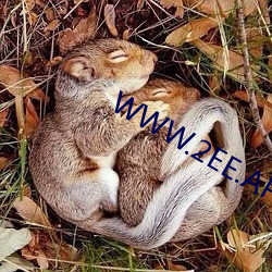 WWW.2EE.APP官网 （能写会算）