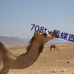 708t凤蝶直播 殚诚毕虑）