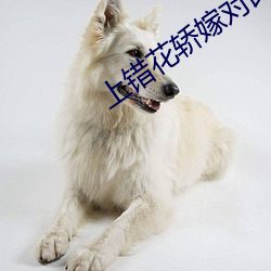 上错花轿嫁对郎全集高清免
