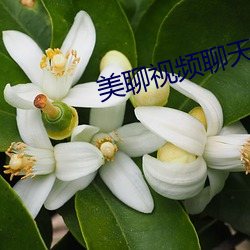 美聊视频聊天app