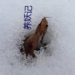 养妖记