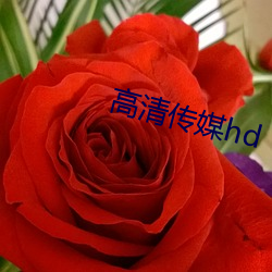 高清传媒hd （火耕水耨）
