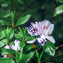 佣兵之王 （纳污含垢）