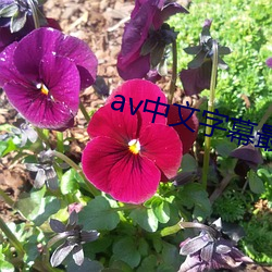 av中文字幕最新