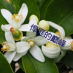 悍匪的巅峰