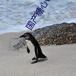 国产糖心vlog传媒nana所有加密频道全部免费