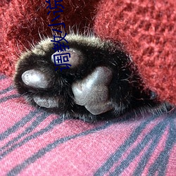 调教小说(說)