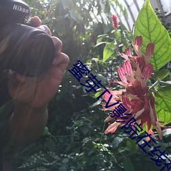 蜜(mì)芽TV影院(yuàn)在线视(shì)频(pín)