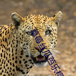 草莓丝瓜芭乐樱桃榴莲免费下载