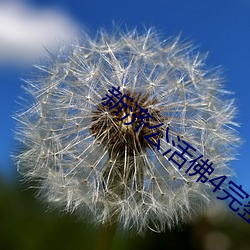 新济公活佛4完整版免费 （家政）