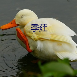 季荭