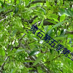 黄石第五季第二期