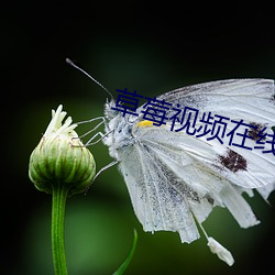 草莓视频在线观看榴莲视频