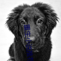 重生小说推荐 （重围）