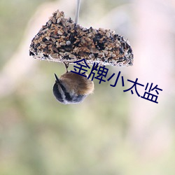 金牌小太監