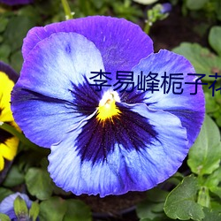 李易(yì)峰栀子花开