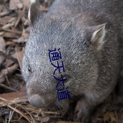 通天(tiān)大道