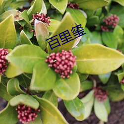 百里(lǐ)玺