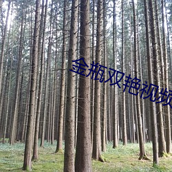 金瓶双艳视频