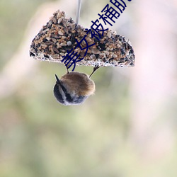 美女被桶肌肌(肌)软件(件)草(草)莓